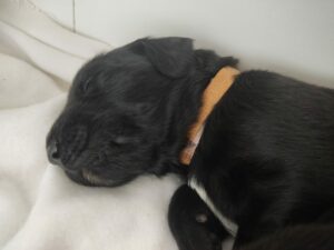 Alta chiot Flatcoat Labrador noire a la tete de chiot bébé couché sur une couverture