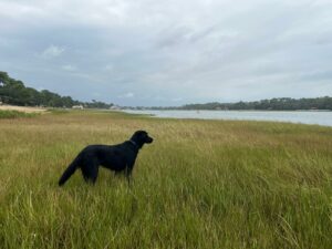 Valia flatcoat noir 1 an dans un champs