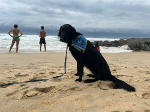 Valia flatcoat noir 1 an sur la plage assis avec son dossard bleu Eleve Chien guide