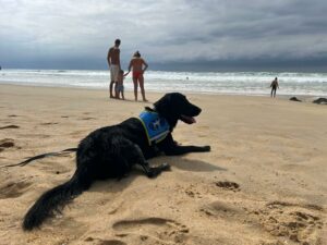 Valia flatcoat noir 1 an sur la plage couché avec son dossard bleu CIE