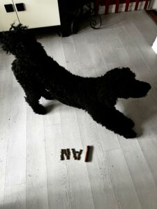 Vita caniche noir 1 an s'etire devant des croquettes forman 1 an
