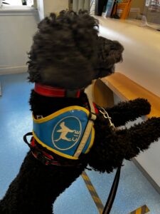 Vita caniche noir avec dossard bleu CIE donne le comptoir de La Poste
