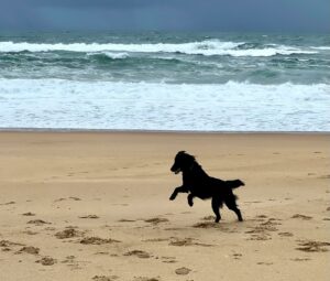 Valia flatcoat noir court sur la plage