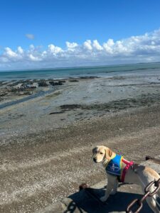 Adele labrador sable 7 mois au bord de la mer avec son dossard bleu d'élève chien guide