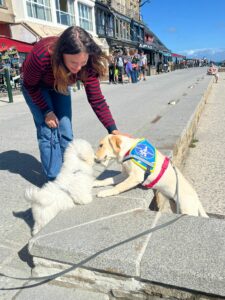 Adele labrador sable 7 mois avec son dossard bleu d'élève chien guide a les pattes avant sur un muret et leche la truffe d'un petit caniche