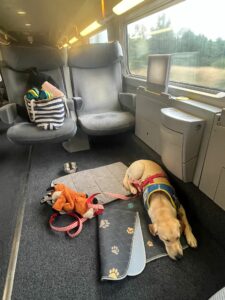 Adele labrador sable 7 mois avec son dossard bleu d'élève chien guide couchée sur une serviette a bord d'un TGV