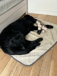 Verone flatcoat noire 1 an couchée dort sur un tapis, sur un parquet beige