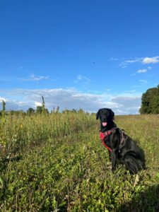 API 8 mois labrador noir pose assis devant un champs de blé sous un ciel bleu