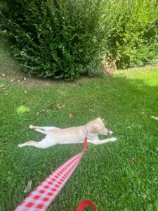 Adele labrador beige de 7 mois est couché sur le ventre sur l'herbe