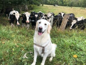 Vogue Golden blanc est assis devant un troupeau de vaches