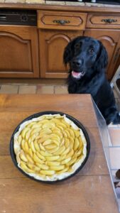 Volter flatcoat noir est assis devant une tarte aux pommes