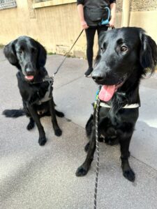 Verone et Volter, 2 flatcoats noirs posent assis sur un trottoir