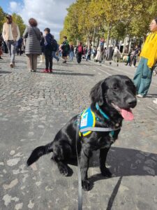 Alta, flatcoat noir, est assis avec son dossard sur les pavés des champs elysées