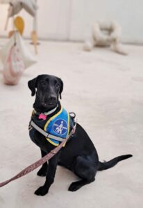 Aya labrador flatcoat 8 mois - est assise avec un dossard d'eleve chien guide