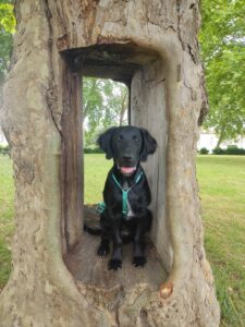 Alta Flatcoat Labrador noire pose assise au creu d'un tronc d'arbre fendu
