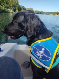 Alta Flatcoat Labrador noire pose avec son dossard eleve assis sur une barque blanche sur la seine