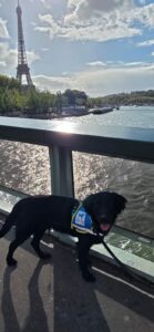 Alta Flatcoat Labrador noire pose avec son dossard eleve devant la tour eiffel