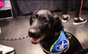 Alta Flatcoat Labrador noire pose avec son dossard eleve en portrait