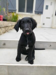 Alta chiot Flatcoat Labrador noire pose assis sur des marche blanche