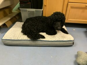 Vita caniche noir est couchée sur son coussin blanc