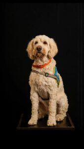 Usher, labradoodle blanc de 2 ans, dans le studio photo d'animal en ville
