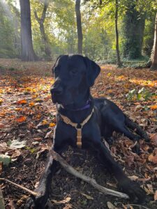 Aston labrador noir est couché sur des feuilles d'automne