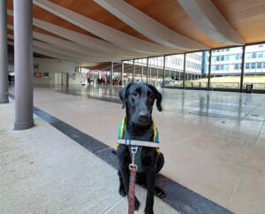 Aya, flatcoat noire 8 mois, mascotte de la Fête de la science sur le parvis de Jussieu.