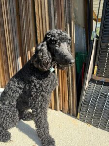 Vita, caniche noire, portrait apres toilettage