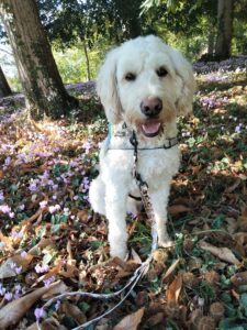Usher Labradoodle blanc de 2 ans assis sur les feuilles d'automne