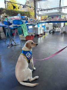 Adele labrador sable avec son dossard d'eleve assise au marché
