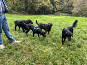 Chiens noirs du CIE en balade a Vincenne (Verone, Aloes, Swifty, Valia)