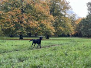 Vérone flatcoat noir 14 mois en balade au bois