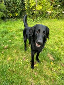 Volter flatcoat noir pose sur l'herbe