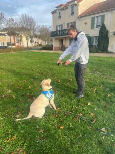 Adèle labrador sable et maxime un super éduc