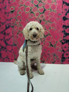 Usher labradoodle blanc avec son dossard bleu d'élève