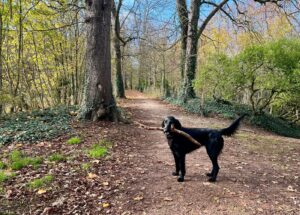 Valia flat noire 15 mois se promène avec son « gros » bâton