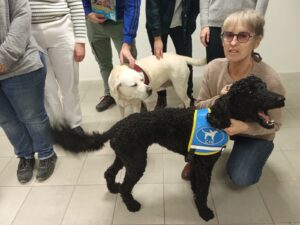 Vita caniche noire est avec son dossard bleu d'eleve