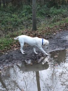 Alba labrador blanche touche son reflet dans une flaque d'eau