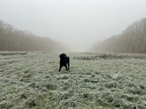Valia Flatcoat noire est sur un pré enneigé