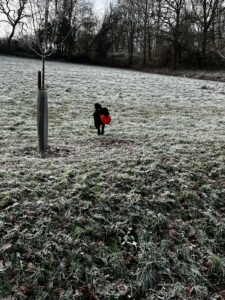Vita caniche noire est sur un pré enneigé avec un freesbee rouge en bouche