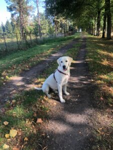 Alba labrador sable 7 mois est assise sur un chemin de terre dans un sous-bois