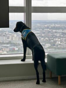 Valia flatcoat noire 2ans regarde le paysage urbain par la fenetre d'une tour