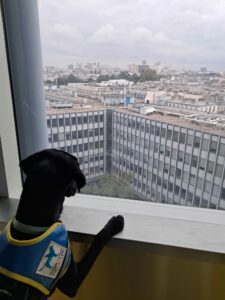Aya labrador noire 8 mois regarde le paysage urbain par la fenetre d'une tour