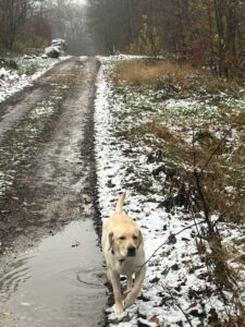 23nov2025 - Adèle en détente en forêt d'Ozoir -la-Forêt découverte de la neige