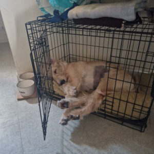 Ultra, labradoodle d'environ 7 mois, couché dans sa cage ouverte