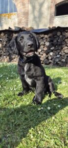 Alta portrait chiot