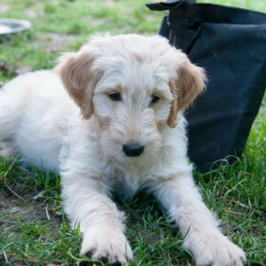 Ursul, labradoodle blanc, 6 mois, couché sur l'herbe