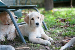 Ultra, chiot labradoodle sable/blanc d'environ 3 mois, pose couché sous un transat