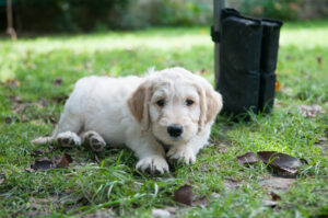 Usher, chien labradoodle sable/blanc d'environ 3 mois, est couché dans l'herbe