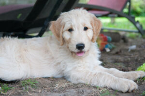 Ursul, labradoodle blanc, 6 mois, couché sous une chaise, regarde l'appareil